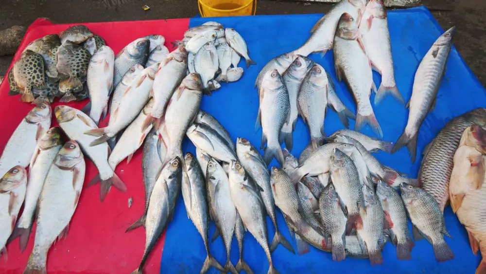 Fresh fish at the seafood market in Karachi, Pakistan