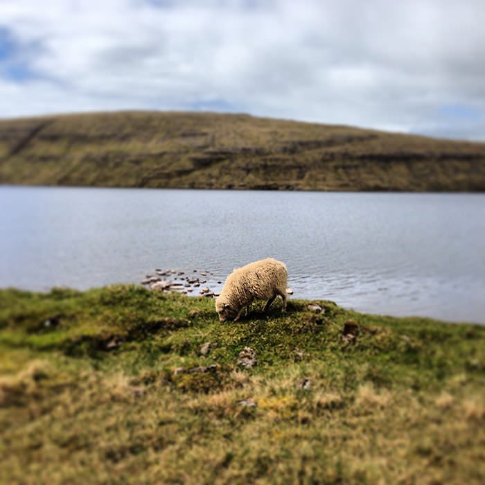 Sheep_Sørvágsvatn_Faroe_Islands_Europe