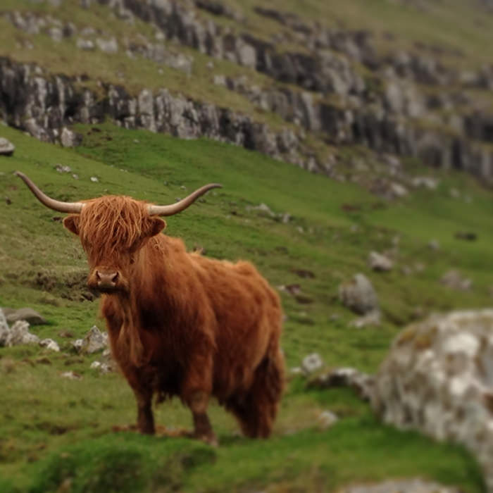 Faroe_Island_Cow_Europe