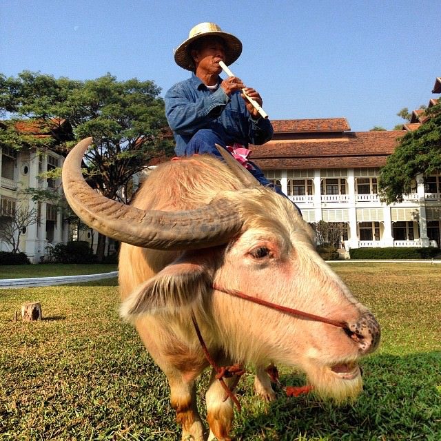 Chiang_Mai_Thailand_Dhara_Dhevi