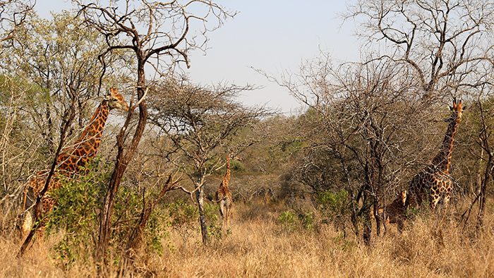 Wildlife_Swaziland_Africa_Giraffe