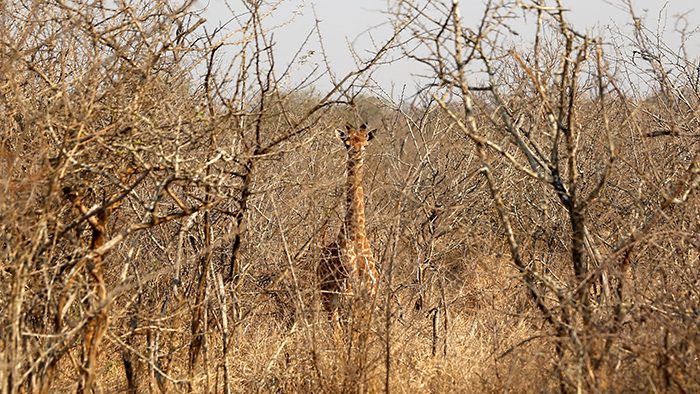 Wildlife_Swaziland_Africa_Giraffe