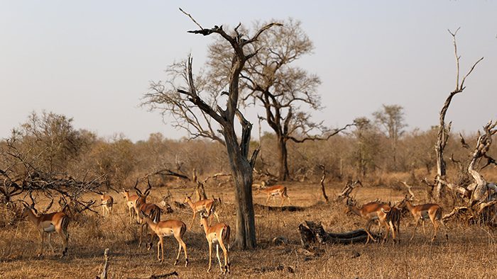 Wildlife_Swaziland_Africa_Antelope