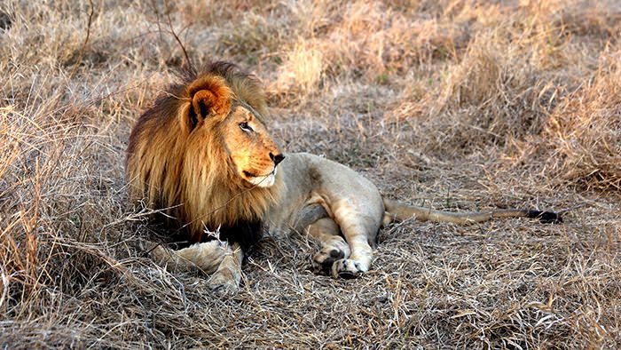 Wildlife_Swaziland_Africa_Lion