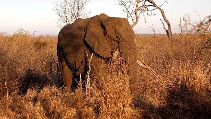 Wildlife_Swaziland_Africa_Elephant