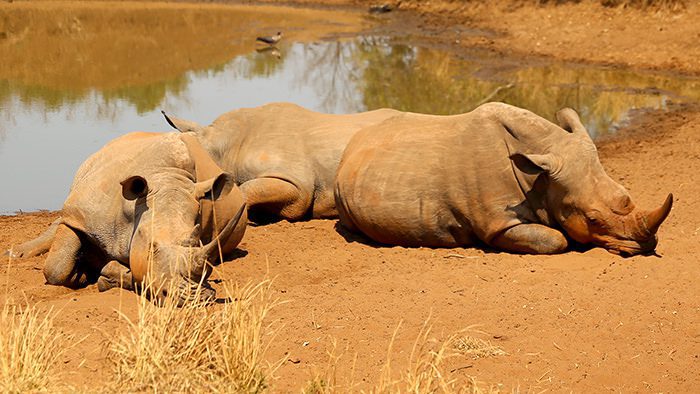Wildlife_Swaziland_Africa_Rhinos