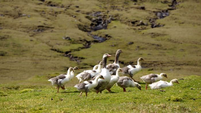 Faroe_islands_geese_davidsbeenhere