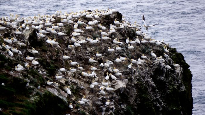 Gannet-bird-colony-davidsbeenhere