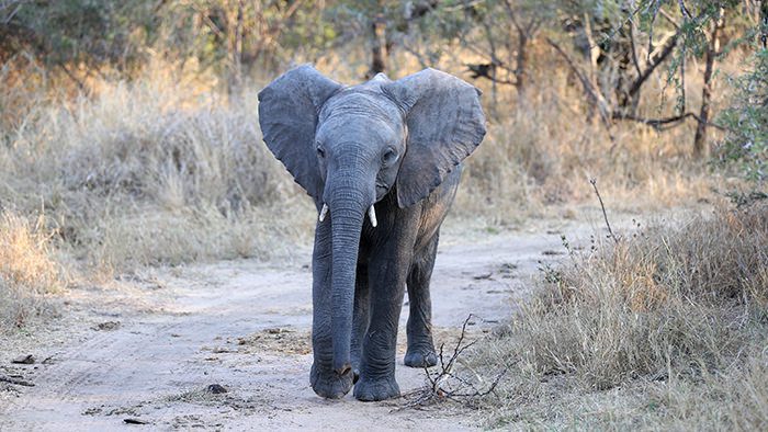 Elephants_Sabi_Sands_Kruger_National_Park_South_Africa_Davidsbeenhere