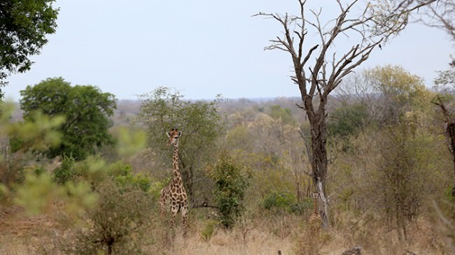 My Kruger National Park Wildlife Experience - David's Been Here