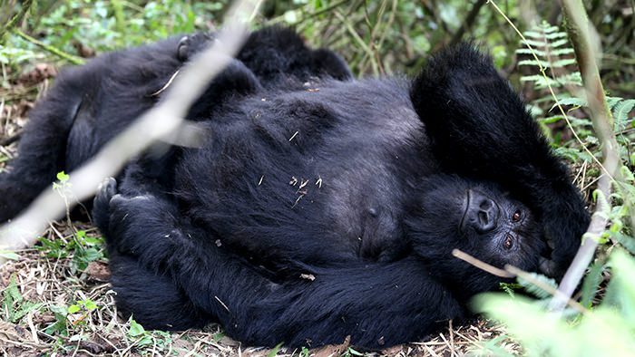 Guide_Gorilla_Trekking_Safaris_Rwanda_Africa_Davidsbeenhere