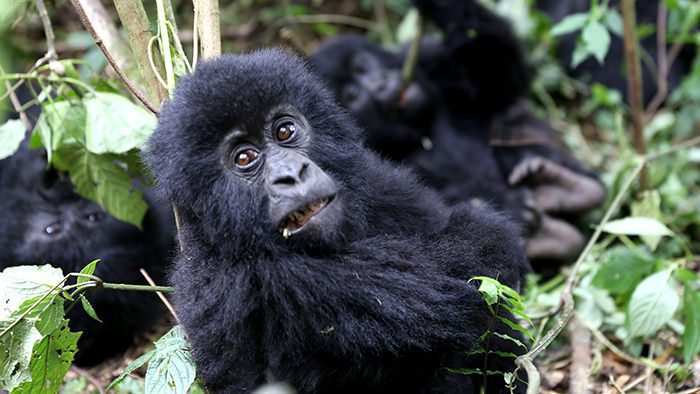 Guide_Gorilla_Trekking_Safaris_Rwanda_Africa_Davidsbeenhere8