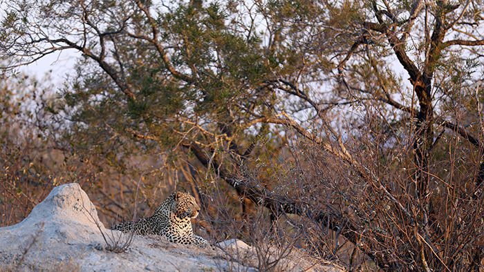 Leopard_Sabi_Sands_Kruger_National_Park_South_Africa_Davidsbeenhere