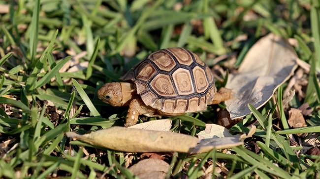 My Kruger National Park Wildlife Experience - David's Been Here