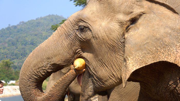 elephant-nature-park-elephant-eating-davidsbeenhere