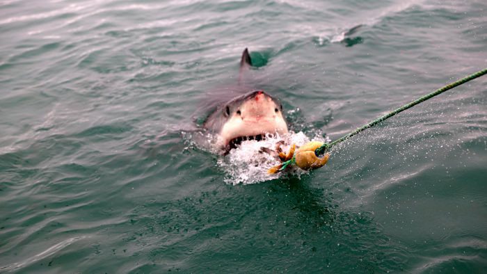 great-white-sharkshark-cage-diving-south-africa-davidsbeenhere