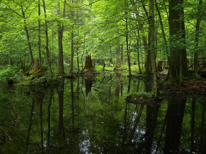 Bialowieza Forest-poland-davidsbeenhere
