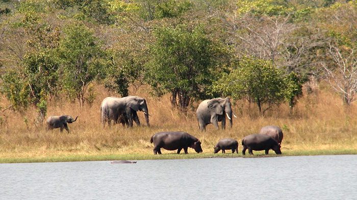 Kasungu_National_Park_Malawi_Africa_davidsbeenhere