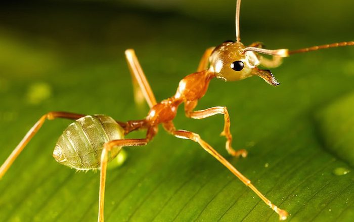 green-ant-australia-davidsbeenhere
