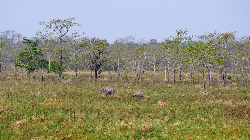 Manas National Park Travel Guide - Assam, India - David's Been Here