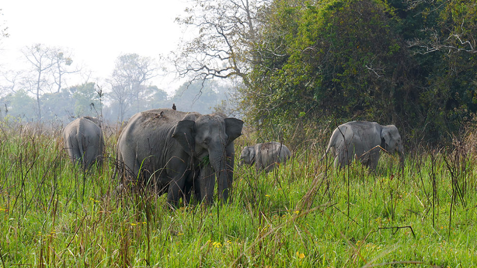 photo-of-the-week-manas-national-park-assam-national-parks-photos