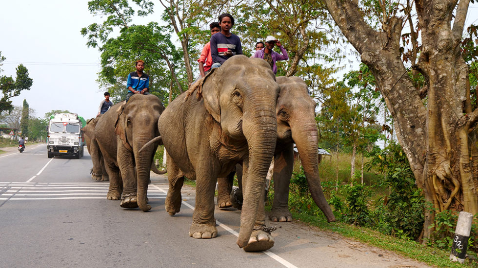 Kaziranga National Park Travel Guide Assam India David S Been Here