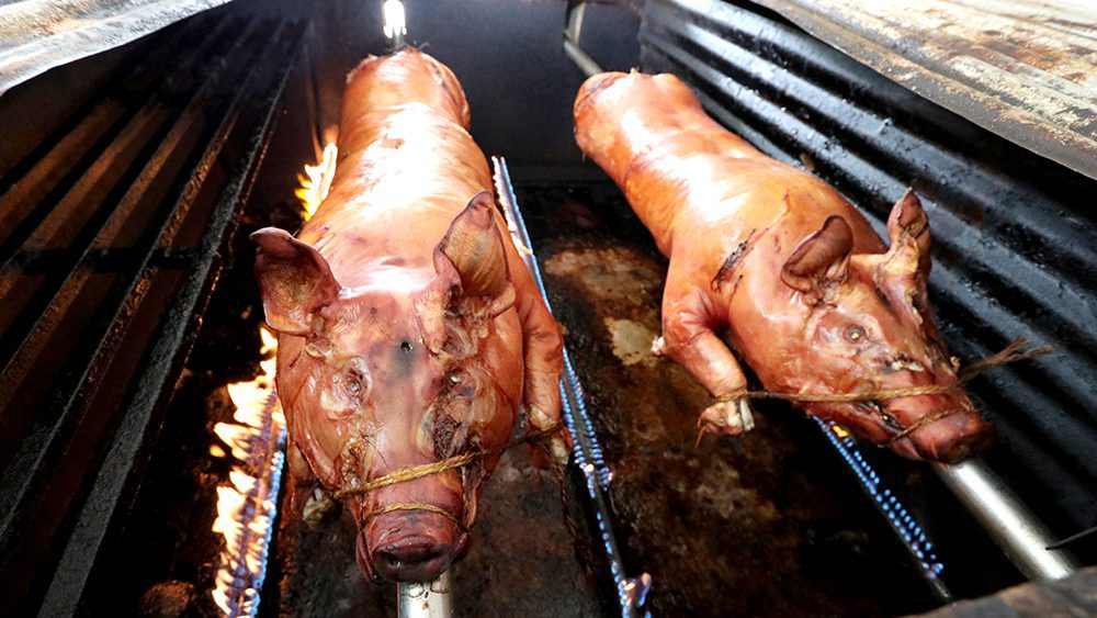 Two pigs roasting over a fire to make a Puerto Rican dish called lechon