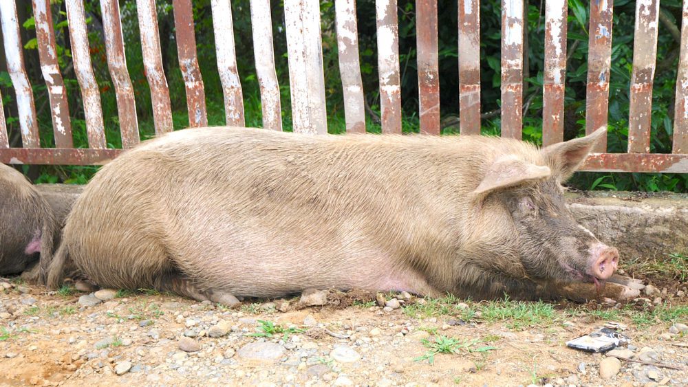A pig at Komli farm in Ozurgeti, Georgia