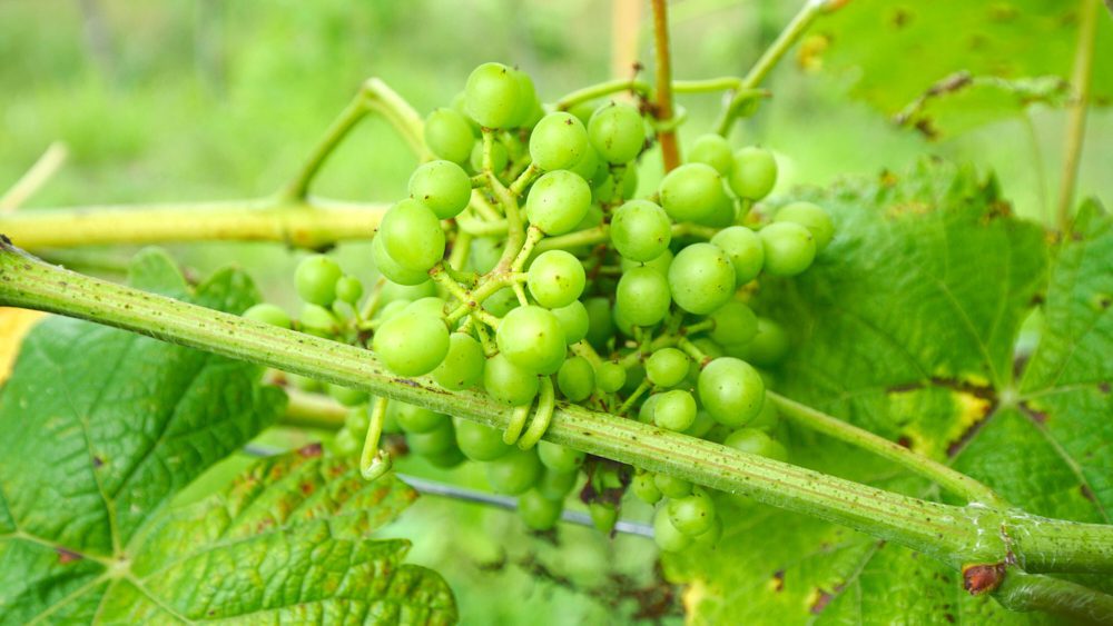 Gurian grapes growing in Ozurgeti, Georgia