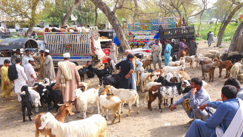A livestock market in Mardan, Pakistan