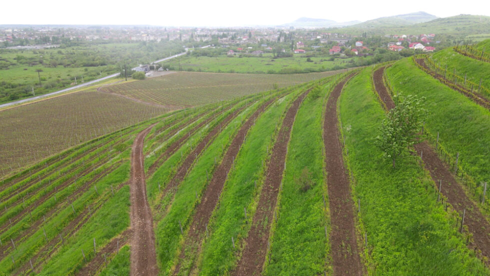 The vineyards of Berehove, Ukraine