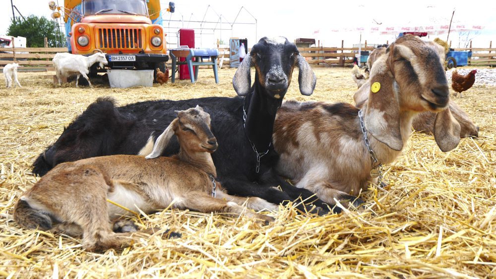 The goats at Kozy Ta Matrosy Dairy Farm in Mykolaivka, Ukraine