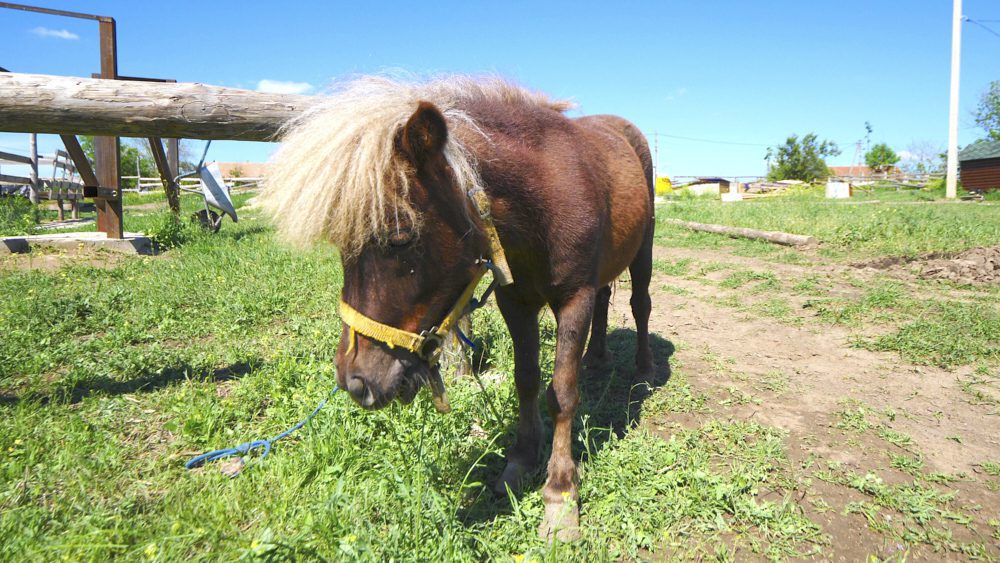 A pony grazing in Marynivka, Ukraine