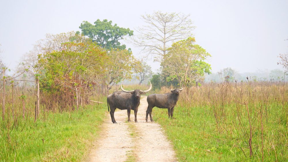 A pair of buffalo in Manas National Park in northeast India