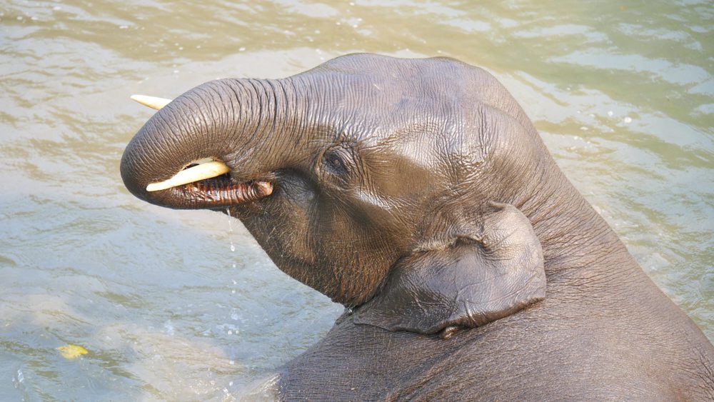 An elephant bathing in Manas National Park in northeast India