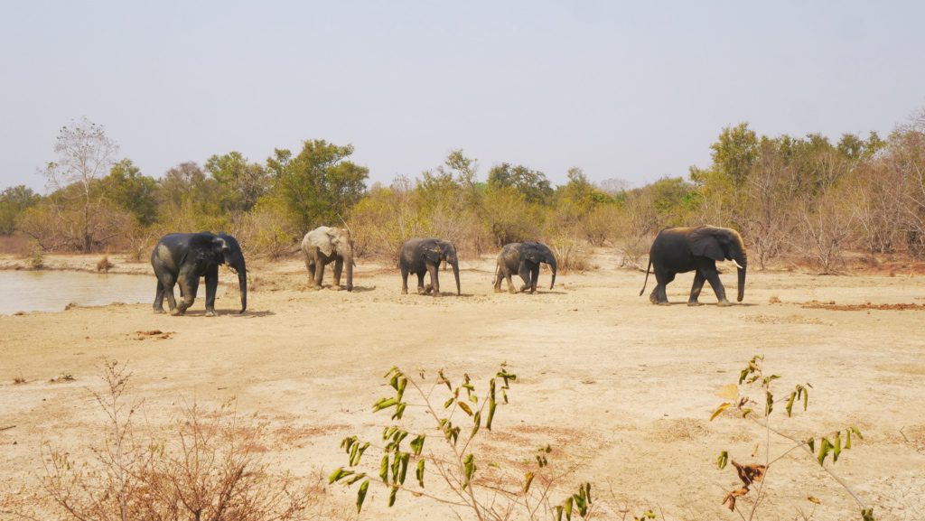 A herd of elephants in Mole National Park | David's Been Here