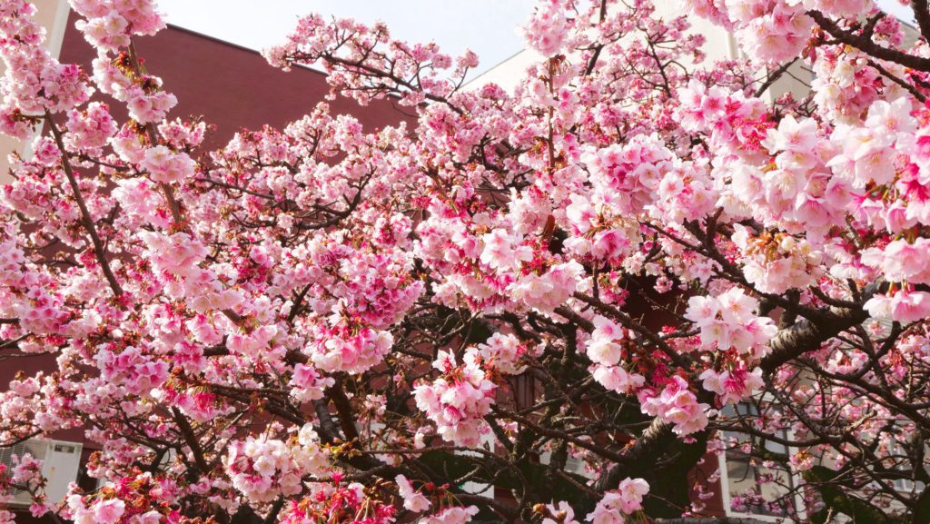 The cherry blossoms in Atami make the city one of the top places to visit in Japan | David's Been Here