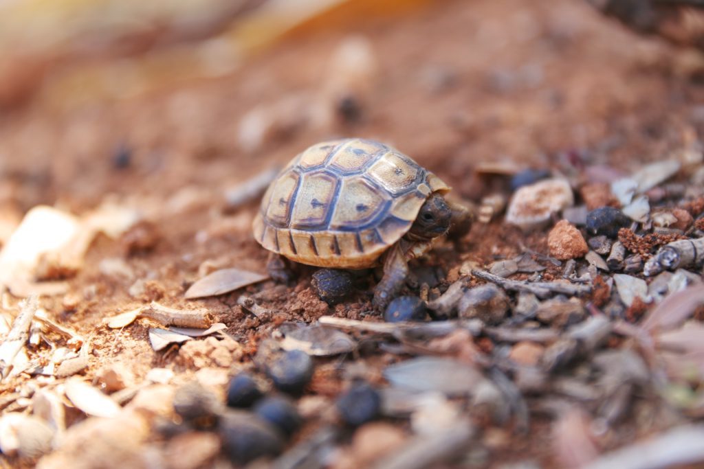 Symi Island is among the top places in Greece, especially if you're a tortoise lover like me | David's Been Here