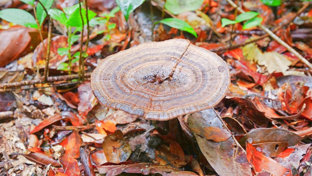 A mushroom growing in the jungle near Moraikobai, Guyana | Davidsbeenhere