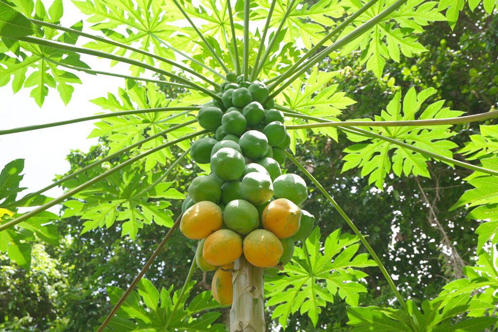 Coconuts growing at Free Up Farm | Davidsbeenhere