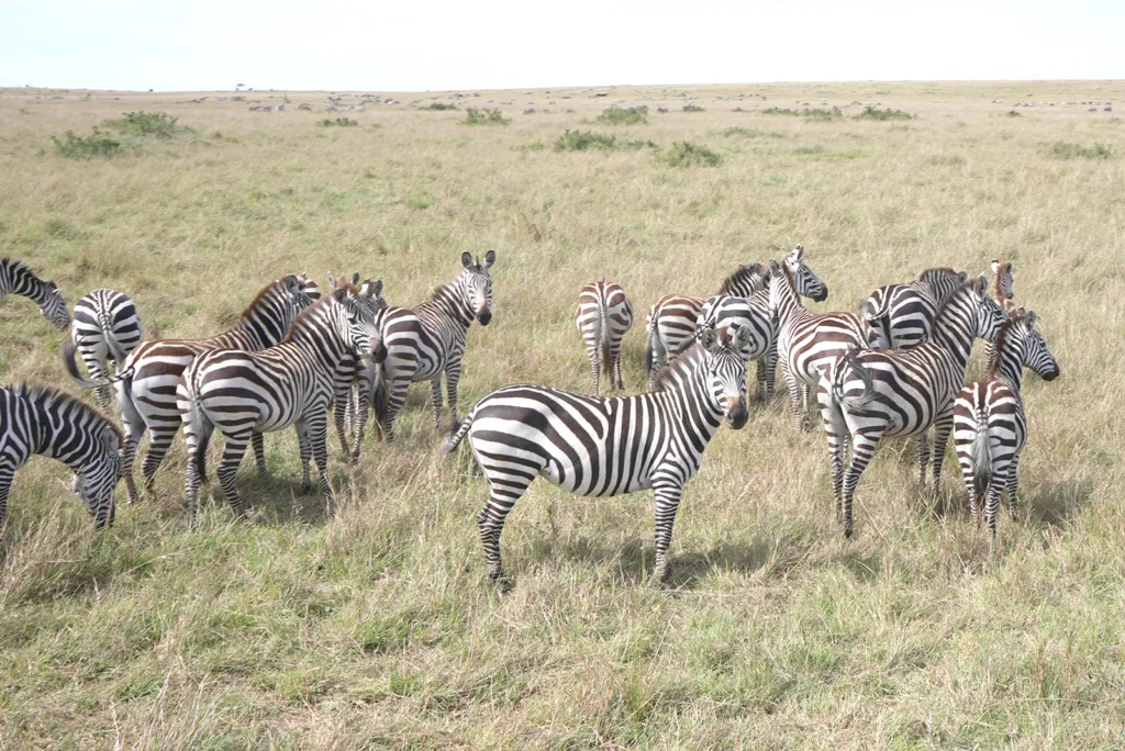 A herd of zebras on the savannah | Davidsbeenhere