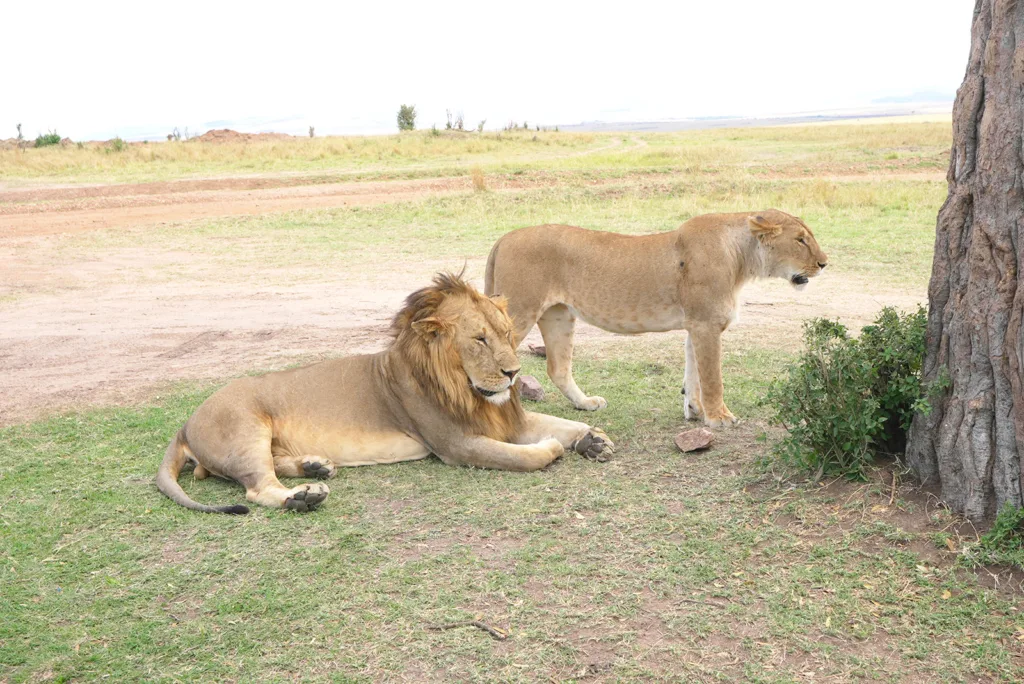 A pair of lions right after mating in Masai Mara | Davidsbeenhere