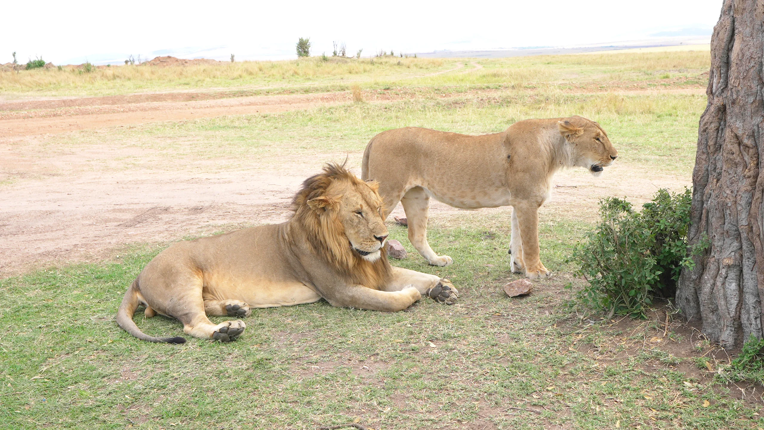 Mating lions in Masai Mara, Kenya | Davidsbeenhere