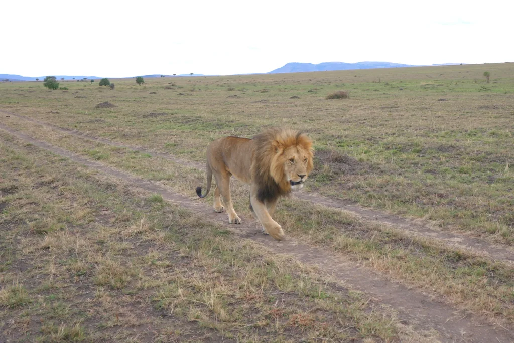 A male lion prowls the grasslands of Masai Mara National Reserve in Kenya | Davidsbeenhere