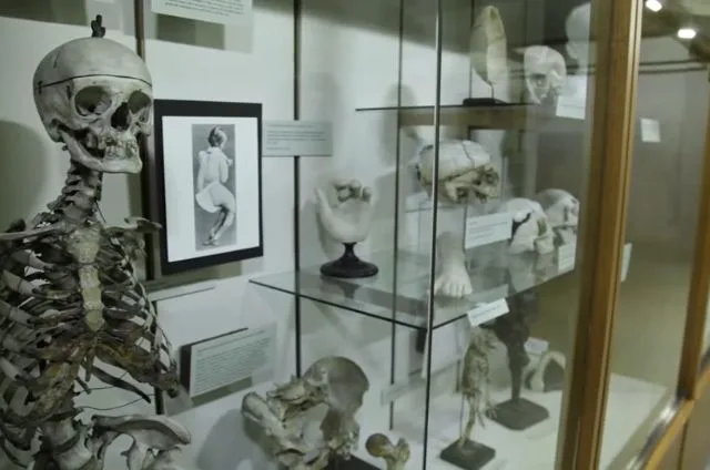 The Warren Anatomical Museum