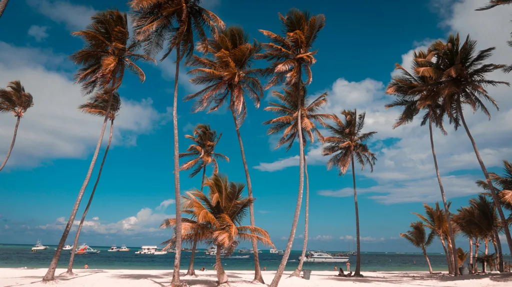 Palm trees on Bavaro Beach in Punta Cana, with boats on the water behind them | Davidsbeenhere