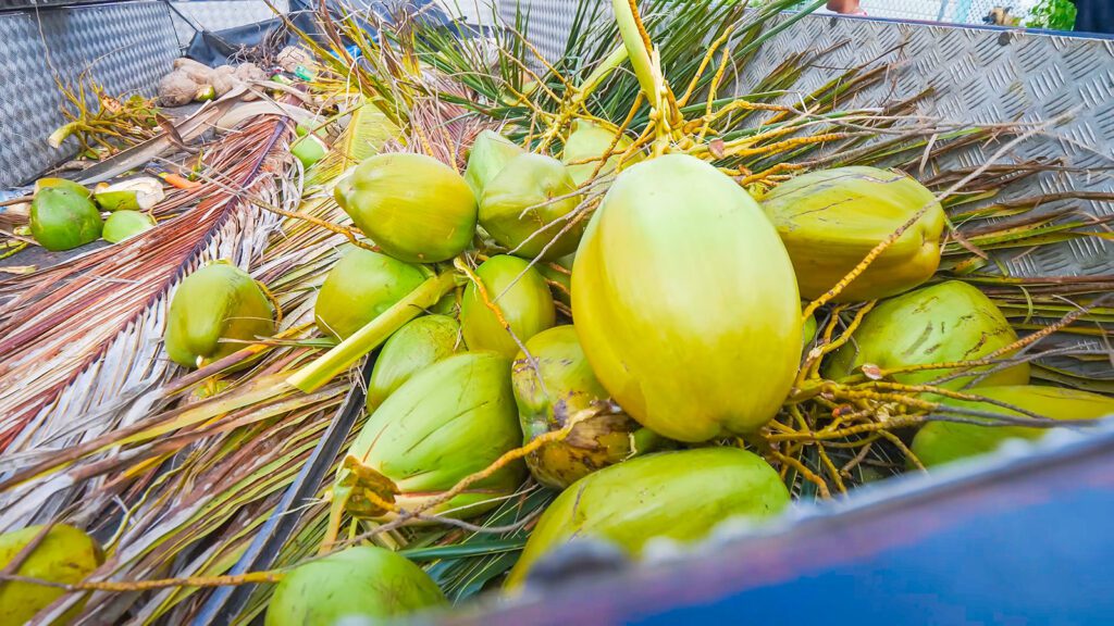A bundle of fresh coconuts harvested on Coconut Day in Barbados | Davidsbeenhere