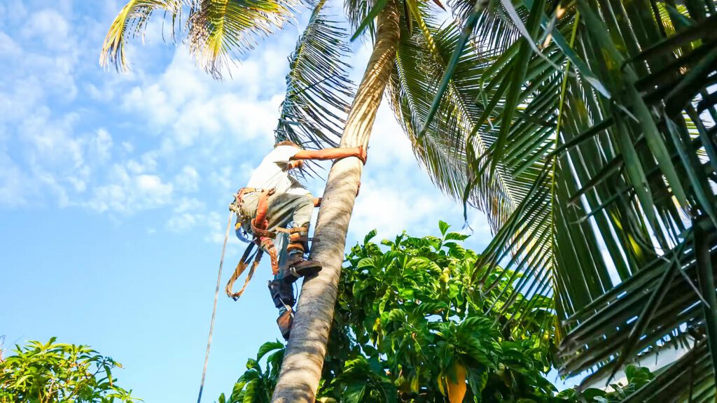 A local man scales a coconut tree in Barbados | Davidsbeenhere