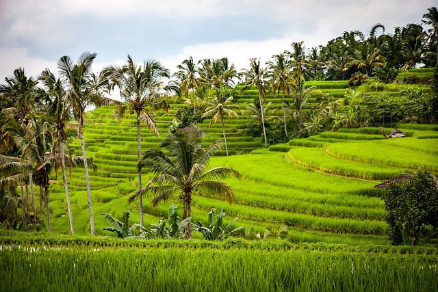 Bali's Rice Terraces