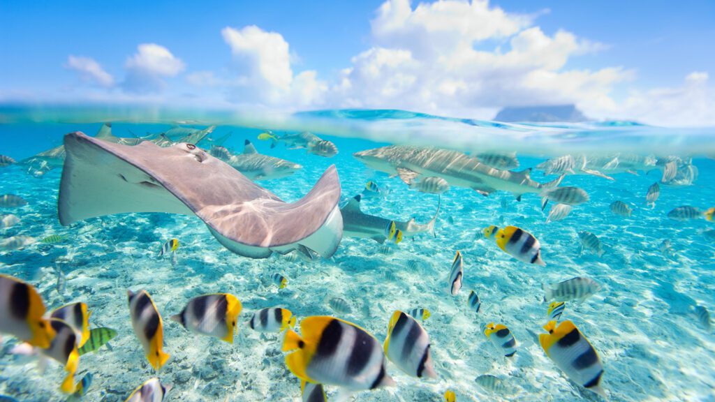 A stingray, sharks, and colorful fish swimming in the lagoon of Bora Bora | Davidsbeenhere